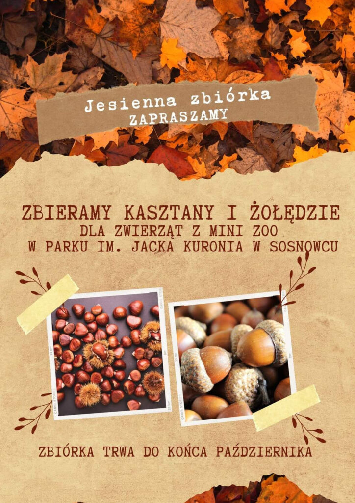 ZBIERAMY KASZTANY I ŻOŁĘDZIE